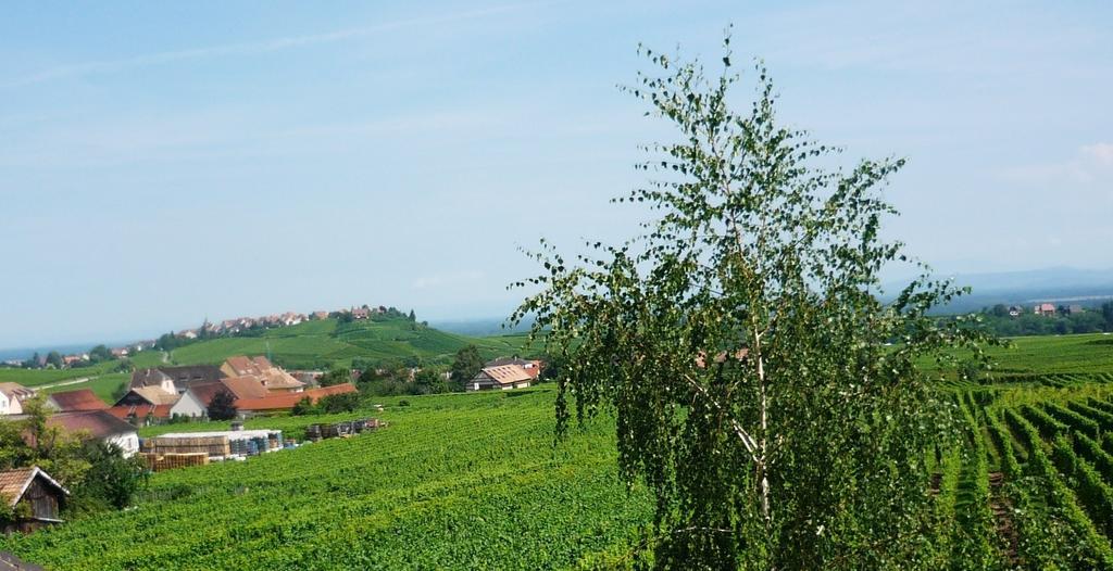 Chambres D'Hotes Du Vignoble Riquewihr Quarto foto